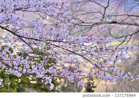 Cherry blossoms in full bloom at the ruins of Minakami Castle, spring scenery, Minakami Town, Gunma Prefecture Cherry blossoms in full bloom at the ruins of Minakami Castle, spring scenery, Minakami Town, Gunma Prefecture 137178964