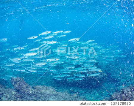 A large school of mullets swimming near the surface. Others. Hirizohama, Nakagi, Minamiizu Town, Izu Peninsula, Shizuoka Prefecture - 2025 One of Japan's leading snorkeling spots A large school of mullets swimming near the surface. Others. Hirizohama, Nakagi, Minamiizu Town, Izu Peninsula, Shizuoka Prefecture - 2025 One of Japan's leading snorkeling spots 137178980
