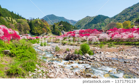阿智村、花桃村 阿智村、花桃村 137179119