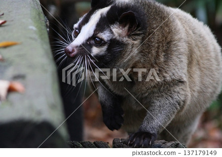Close-up of a palm civet walking on a tree in the forest Close-up of a palm civet walking on a tree in the forest 137179149