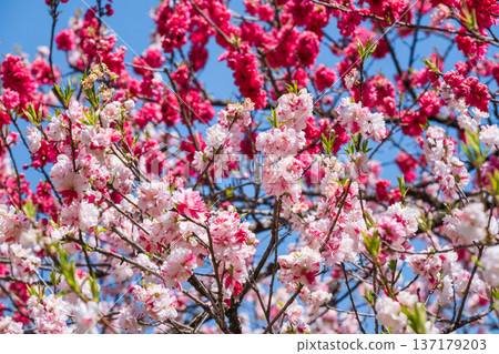 盛開的桃樹(位於阿知村的盛開桃樹村) 盛開的桃樹(位於阿知村的盛開桃樹村) 137179203