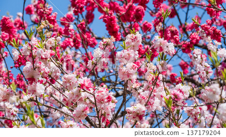 盛開的桃樹（位於阿知村的盛開桃樹村） 137179204