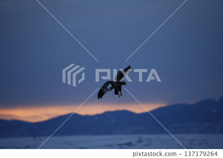 Drift ice and an eagle Drift ice and an eagle 137179264
