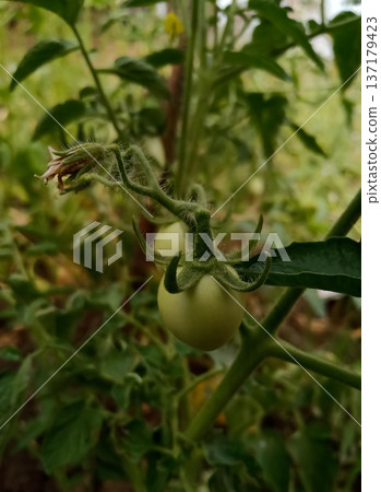 Green tomatoes growing on plant in agriculture Green tomatoes growing on plant in agriculture 137179423