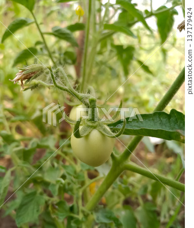 Green tomatoes growing on plant in agriculture Green tomatoes growing on plant in agriculture 137179424