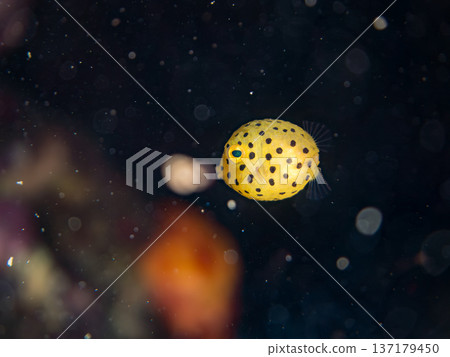 Cute boxfish, young boxfish, etc. Hirizohama, Minamiizu Town, Nakagi, Izu Peninsula, Shizuoka Prefecture - 2025 One of Japan's leading Cute boxfish, young boxfish, etc. Hirizohama, Minamiizu Town, Nakagi, Izu Peninsula, Shizuoka Prefecture - 2025 One of Japan's leading 137179450