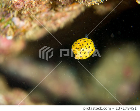 可愛的箱魨、幼年箱魨等等。日本靜岡縣伊豆半島中城南伊豆町頁濱 - 2025 日本領先的 137179451