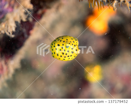 Cute boxfish, young boxfish, etc. Hirizohama, Minamiizu Town, Nakagi, Izu Peninsula, Shizuoka Prefecture - 2025 One of Japan's leading Cute boxfish, young boxfish, etc. Hirizohama, Minamiizu Town, Nakagi, Izu Peninsula, Shizuoka Prefecture - 2025 One of Japan's leading 137179452