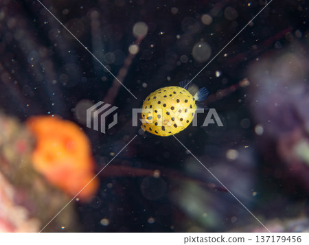 可愛的箱魨、幼年箱魨等等。日本靜岡縣伊豆半島中城南伊豆町頁濱 - 2025 日本領先的 137179456