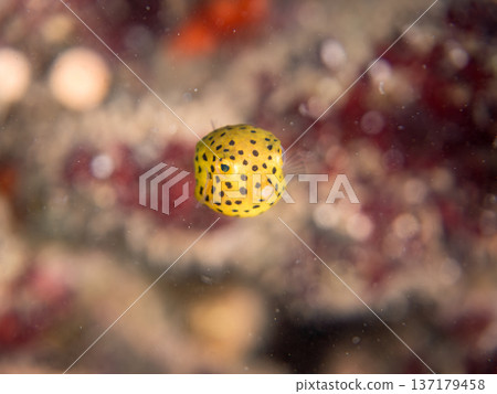 可愛的箱魨、幼年箱魨等等。日本靜岡縣伊豆半島中城南伊豆町頁濱 - 2025 日本領先的 可愛的箱魨、幼年箱魨等等。日本靜岡縣伊豆半島中城南伊豆町頁濱 - 2025 日本領先的 137179458