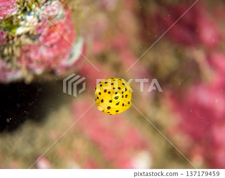 可愛的箱魨、幼年箱魨等等。日本靜岡縣伊豆半島中城南伊豆町頁濱 - 2025 日本領先的 137179459