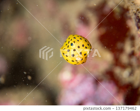 Cute boxfish, young boxfish, etc. Hirizohama, Minamiizu Town, Nakagi, Izu Peninsula, Shizuoka Prefecture - 2025 One of Japan's leading Cute boxfish, young boxfish, etc. Hirizohama, Minamiizu Town, Nakagi, Izu Peninsula, Shizuoka Prefecture - 2025 One of Japan's leading 137179462