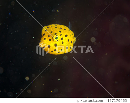 可愛的箱魨、幼年箱魨等等。日本靜岡縣伊豆半島中城南伊豆町頁濱 - 2025 日本領先的 可愛的箱魨、幼年箱魨等等。日本靜岡縣伊豆半島中城南伊豆町頁濱 - 2025 日本領先的 137179463