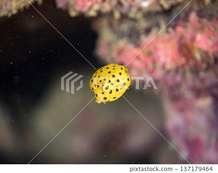 Cute boxfish, young boxfish, etc. Hirizohama, Minamiizu Town, Nakagi, Izu Peninsula, Shizuoka Prefecture - 2025 One of Japan's leading Cute boxfish, young boxfish, etc. Hirizohama, Minamiizu Town, Nakagi, Izu Peninsula, Shizuoka Prefecture - 2025 One of Japan's leading 137179464