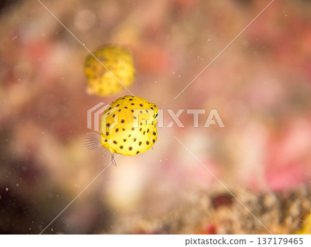 可愛的箱魨、幼年箱魨等等。日本靜岡縣伊豆半島中城南伊豆町頁濱 - 2025 日本領先的 137179465