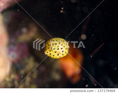 Cute boxfish, young boxfish, etc. Hirizohama, Minamiizu Town, Nakagi, Izu Peninsula, Shizuoka Prefecture - 2025 One of Japan's leading 137179469