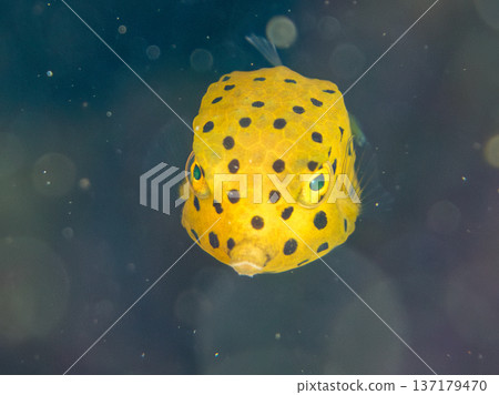 Cute boxfish, young boxfish, etc. Hirizohama, Minamiizu Town, Nakagi, Izu Peninsula, Shizuoka Prefecture - 2025 One of Japan's leading 137179470