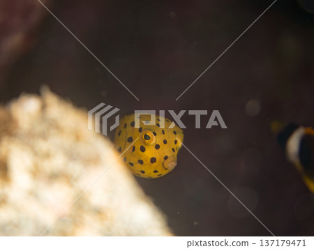 Cute boxfish, young boxfish, etc. Hirizohama, Minamiizu Town, Nakagi, Izu Peninsula, Shizuoka Prefecture - 2025 One of Japan's leading 137179471