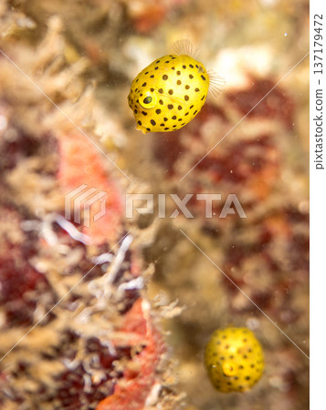 可愛的箱魨、幼年箱魨等等。日本靜岡縣伊豆半島中城南伊豆町頁濱 - 2025 日本領先的 137179472