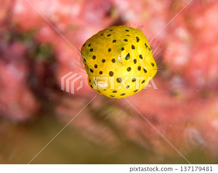 可愛的箱魨、幼年箱魨等等。日本靜岡縣伊豆半島中城南伊豆町頁濱 - 2025 日本領先的 可愛的箱魨、幼年箱魨等等。日本靜岡縣伊豆半島中城南伊豆町頁濱 - 2025 日本領先的 137179481