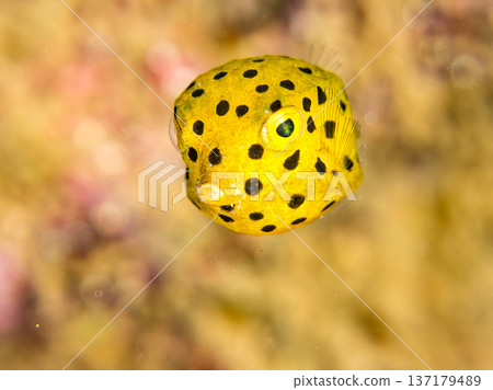 可愛的箱魨、幼年箱魨等等。日本靜岡縣伊豆半島中城南伊豆町頁濱 - 2025 日本領先的 137179489