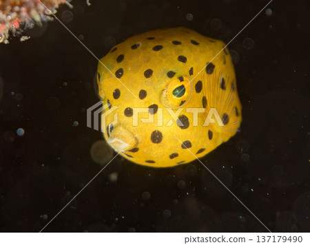 可愛的箱魨、幼年箱魨等等。日本靜岡縣伊豆半島中城南伊豆町頁濱 - 2025 日本領先的 137179490