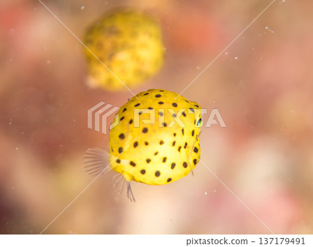 Cute boxfish, young boxfish, etc. Hirizohama, Minamiizu Town, Nakagi, Izu Peninsula, Shizuoka Prefecture - 2025 One of Japan's leading Cute boxfish, young boxfish, etc. Hirizohama, Minamiizu Town, Nakagi, Izu Peninsula, Shizuoka Prefecture - 2025 One of Japan's leading 137179491