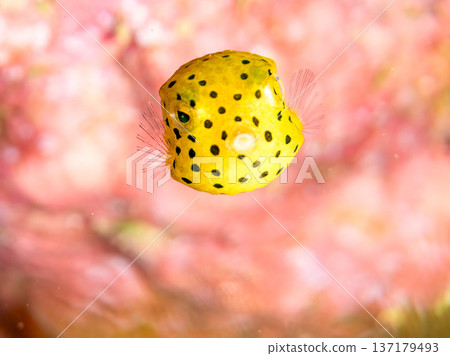 可愛的箱魨、幼年箱魨等等。日本靜岡縣伊豆半島中城南伊豆町頁濱 - 2025 日本領先的 137179493