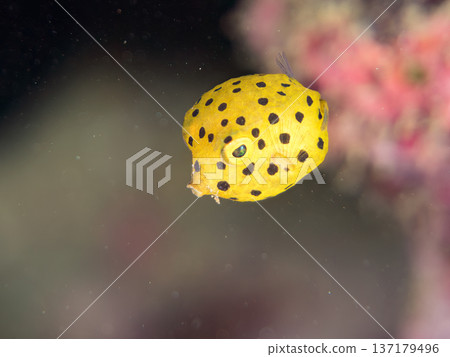 可愛的箱魨、幼年箱魨等等。日本靜岡縣伊豆半島中城南伊豆町頁濱 - 2025 日本領先的 可愛的箱魨、幼年箱魨等等。日本靜岡縣伊豆半島中城南伊豆町頁濱 - 2025 日本領先的 137179496