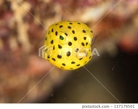 可愛的箱魨、幼年箱魨等等。日本靜岡縣伊豆半島中城南伊豆町頁濱 - 2025 日本領先的 137179501