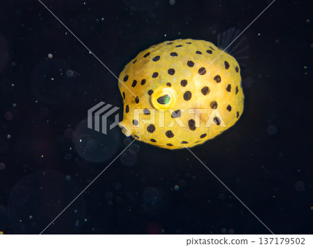 Cute boxfish, young boxfish, etc. Hirizohama, Minamiizu Town, Nakagi, Izu Peninsula, Shizuoka Prefecture - 2025 One of Japan's leading Cute boxfish, young boxfish, etc. Hirizohama, Minamiizu Town, Nakagi, Izu Peninsula, Shizuoka Prefecture - 2025 One of Japan's leading 137179502