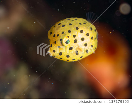 可愛的箱魨、幼年箱魨等等。日本靜岡縣伊豆半島中城南伊豆町頁濱 - 2025 日本領先的 可愛的箱魨、幼年箱魨等等。日本靜岡縣伊豆半島中城南伊豆町頁濱 - 2025 日本領先的 137179503