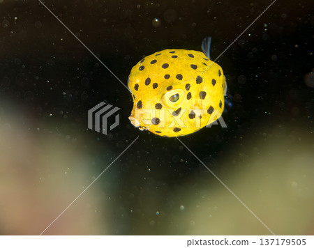 可愛的箱魨、幼年箱魨等等。日本靜岡縣伊豆半島中城南伊豆町頁濱 - 2025 日本領先的 可愛的箱魨、幼年箱魨等等。日本靜岡縣伊豆半島中城南伊豆町頁濱 - 2025 日本領先的 137179505