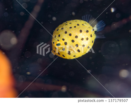 可愛的箱魨、幼年箱魨等等。日本靜岡縣伊豆半島中城南伊豆町頁濱 - 2025 日本領先的 可愛的箱魨、幼年箱魨等等。日本靜岡縣伊豆半島中城南伊豆町頁濱 - 2025 日本領先的 137179507