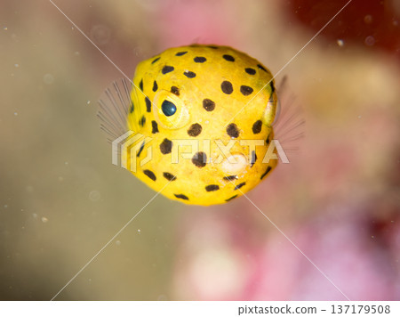 可愛的箱魨、幼年箱魨等等。日本靜岡縣伊豆半島中城南伊豆町頁濱 - 2025 日本領先的 可愛的箱魨、幼年箱魨等等。日本靜岡縣伊豆半島中城南伊豆町頁濱 - 2025 日本領先的 137179508