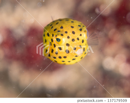 可愛的箱魨、幼年箱魨等等。日本靜岡縣伊豆半島中城南伊豆町頁濱 - 2025 日本領先的 137179509