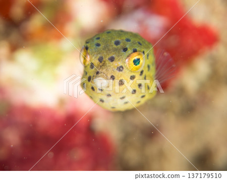 可愛的箱魨、幼年箱魨等等。日本靜岡縣伊豆半島中城南伊豆町頁濱 - 2025 日本領先的 可愛的箱魨、幼年箱魨等等。日本靜岡縣伊豆半島中城南伊豆町頁濱 - 2025 日本領先的 137179510