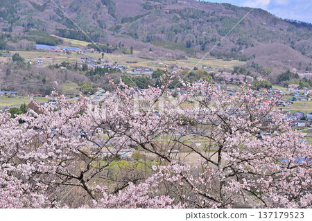 群馬縣水上町水上城遺址，春日櫻花盛開。 137179523