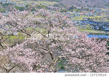 Cherry blossoms in full bloom at the ruins of Minakami Castle, spring scenery, Minakami Town, Gunma Prefecture 137179524