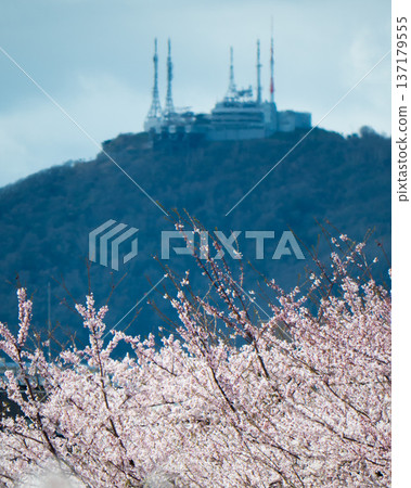 Cherry blossoms and Mt. Hakodate Cherry blossoms and Mt. Hakodate 137179555