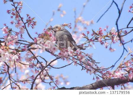 A bulbul perching on a cherry tree A bulbul perching on a cherry tree 137179556