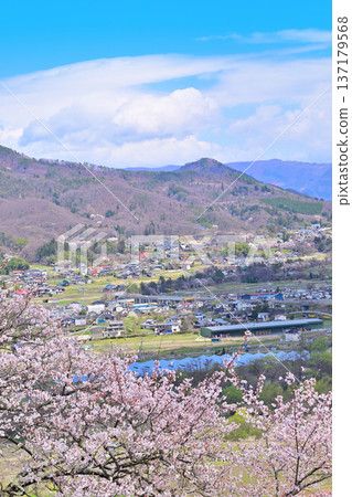 Cherry blossoms in full bloom at the ruins of Minakami Castle, spring scenery, Minakami Town, Gunma Prefecture 137179568