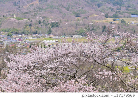 Cherry blossoms in full bloom at the ruins of Minakami Castle, spring scenery, Minakami Town, Gunma Prefecture Cherry blossoms in full bloom at the ruins of Minakami Castle, spring scenery, Minakami Town, Gunma Prefecture 137179569
