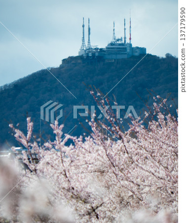 Cherry blossoms and Mt. Hakodate Cherry blossoms and Mt. Hakodate 137179590