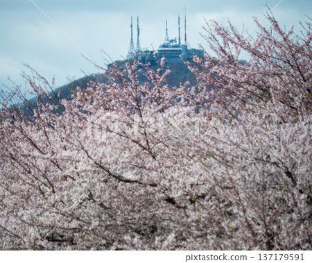 Cherry blossoms and Mt. Hakodate 137179591