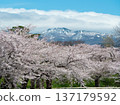 櫻花和雪 137179592