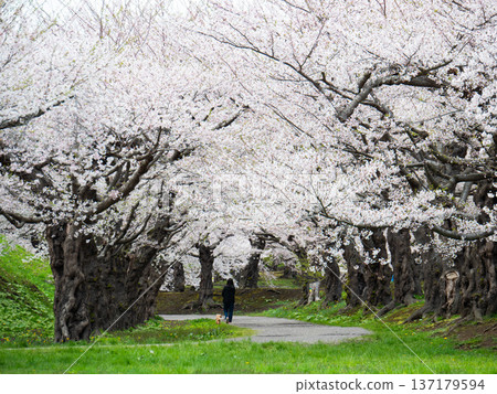Sakura and outing Sakura and outing 137179594