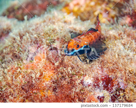 Snake blenny in nuptial coloring. Others. Hirizohama, Nakagi, Minamiizu Town, Izu Peninsula, Shizuoka Prefecture - 2025 One of Japan's leading snorkeling spots 137179684
