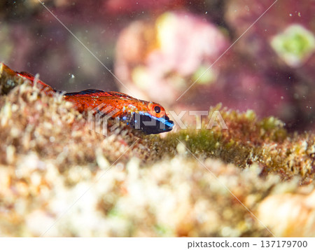 Snake blenny in nuptial coloring. Others. Hirizohama, Nakagi, Minamiizu Town, Izu Peninsula, Shizuoka Prefecture - 2025 One of Japan's leading snorkeling spots Snake blenny in nuptial coloring. Others. Hirizohama, Nakagi, Minamiizu Town, Izu Peninsula, Shizuoka Prefecture - 2025 One of Japan's leading snorkeling spots 137179700