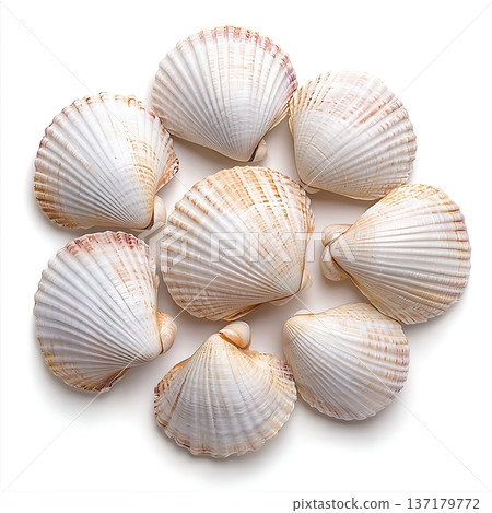 Collection of Beautiful Scallop Shells Displayed on a White Background for Creative Projects 137179772